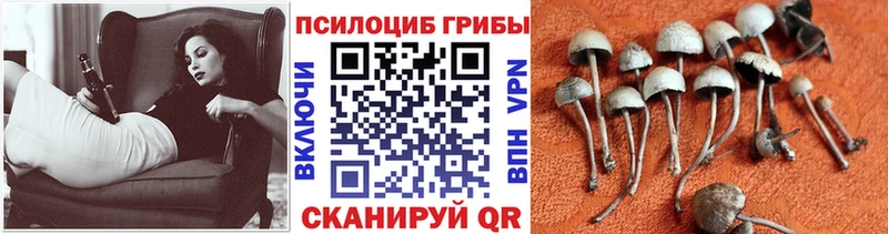 Галлюциногенные грибы Magic Shrooms  Кадников 